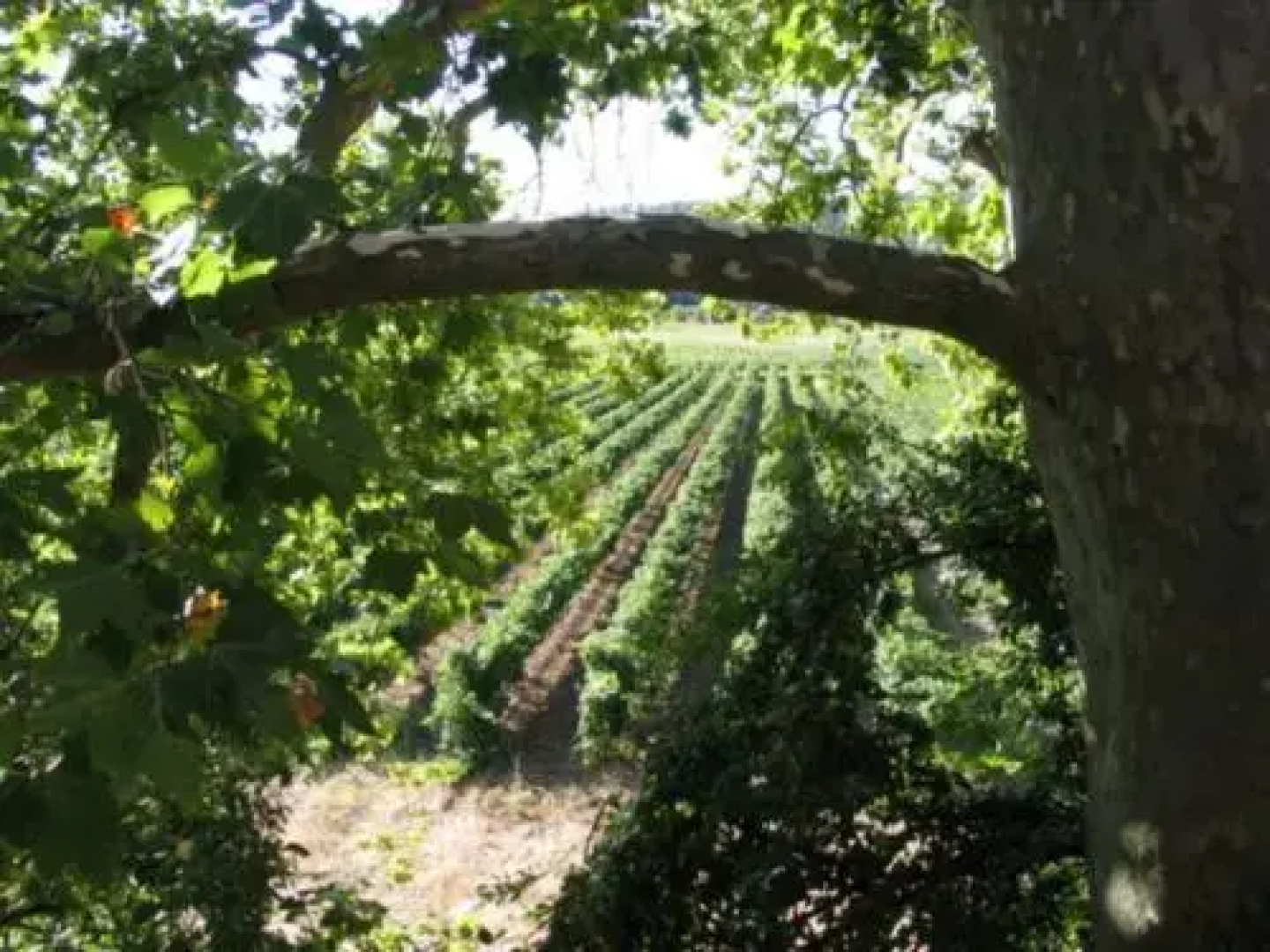 Domaine Saint Dominique