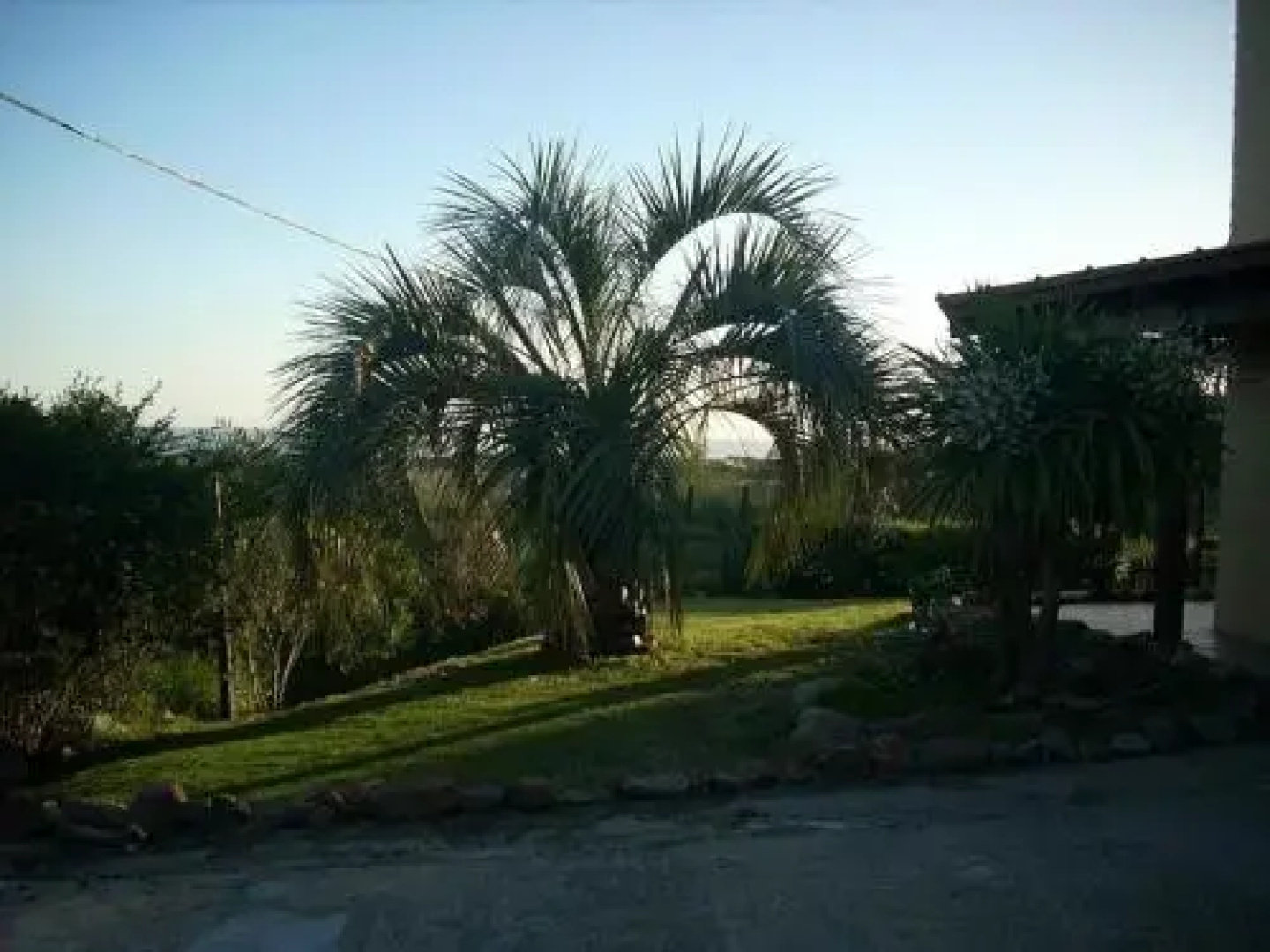 Proa Amarilla