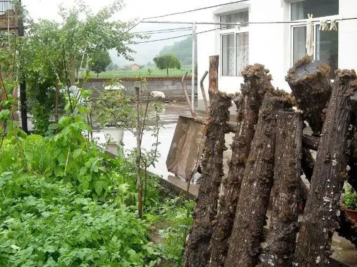 Sister Gu's Farm Stay
