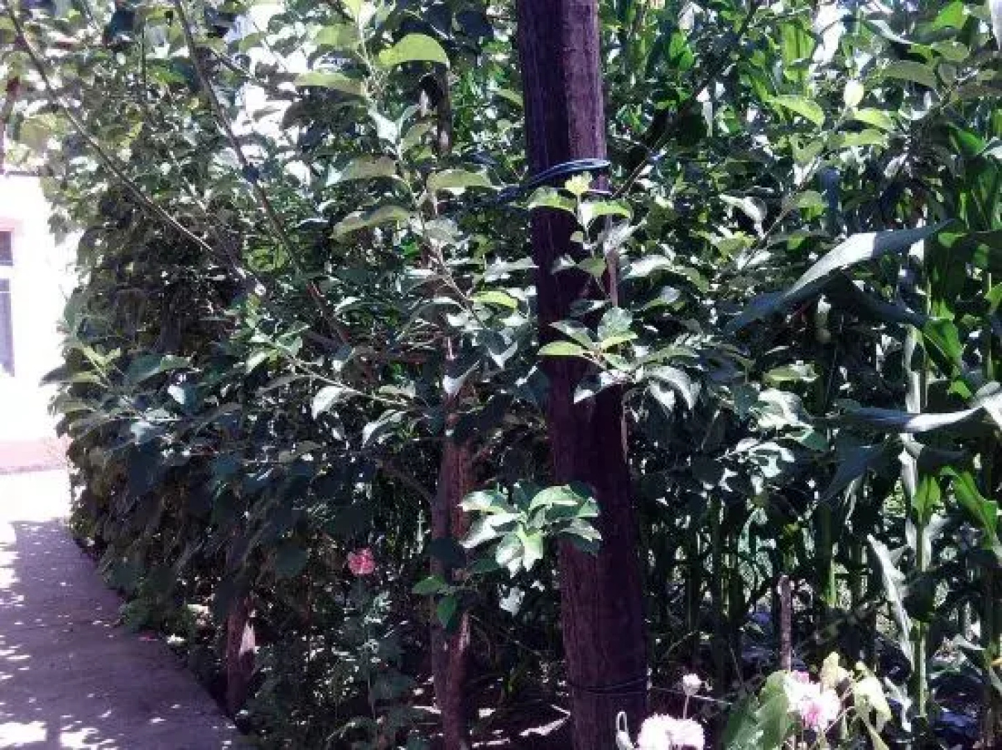Sister Gu's Farm Stay