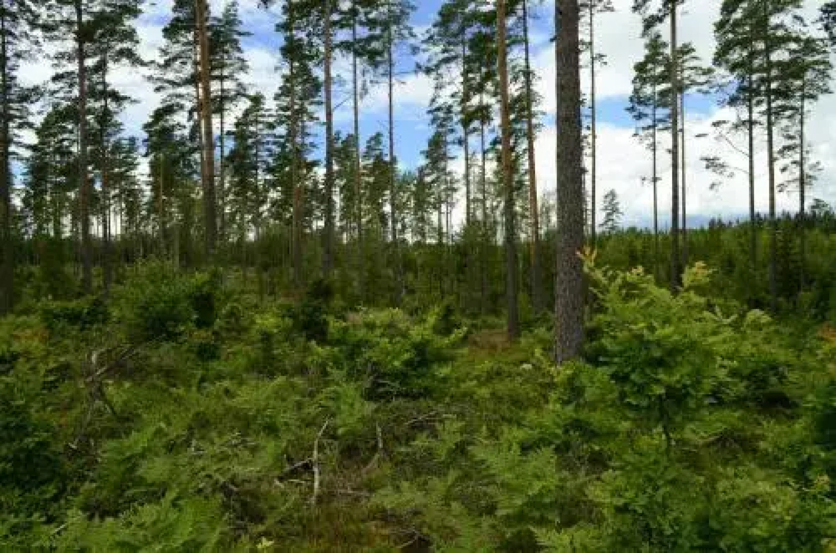 The Morrum River Bed and Breakfast