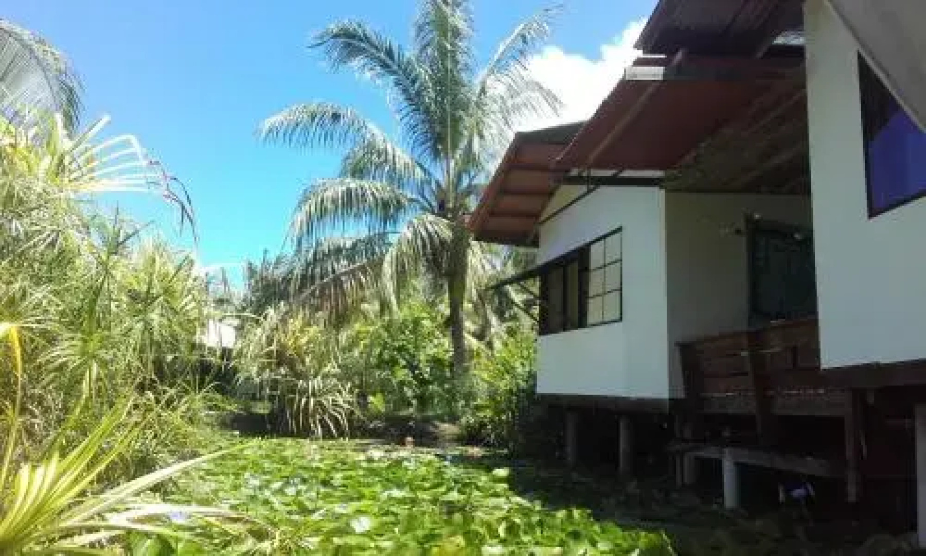 Bee  Bee Wild Island - Nature Song