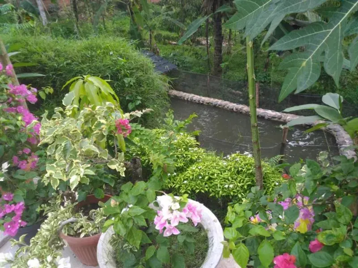 Meuthia Homestay