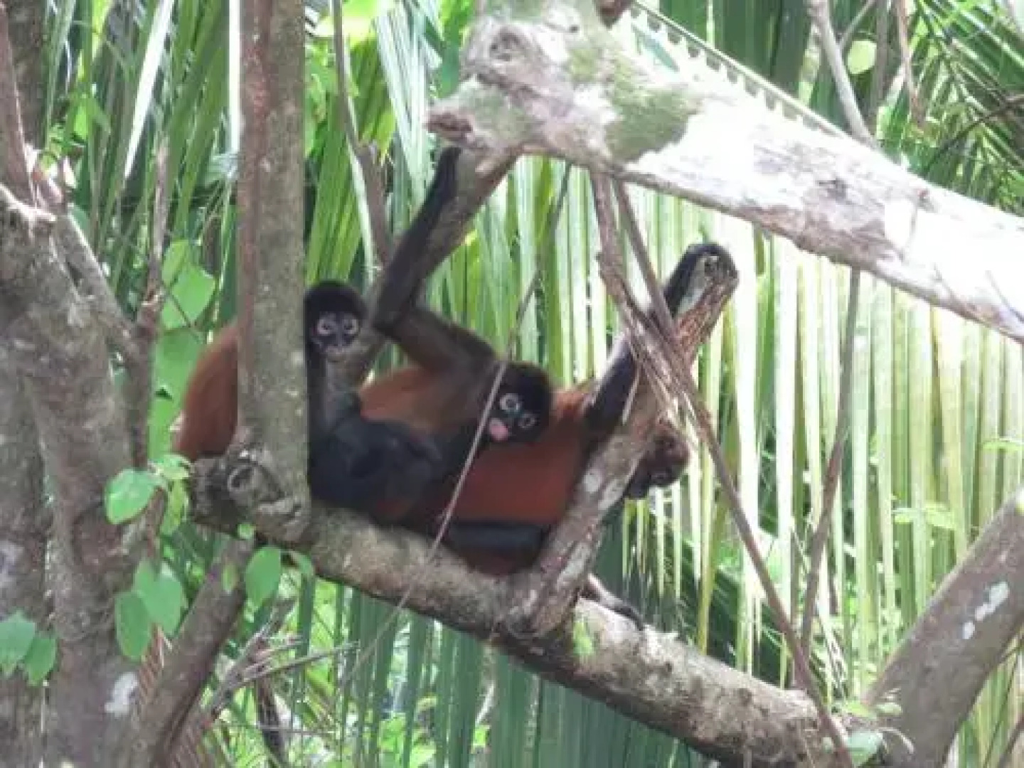 Cabinas The Corner- Hostel