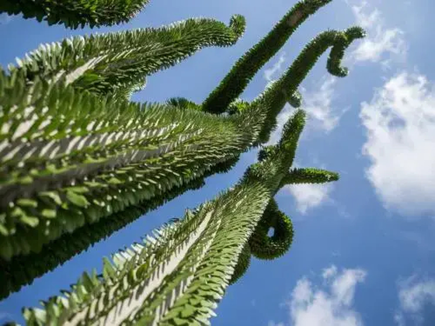 Botanical Park Garden Cactus