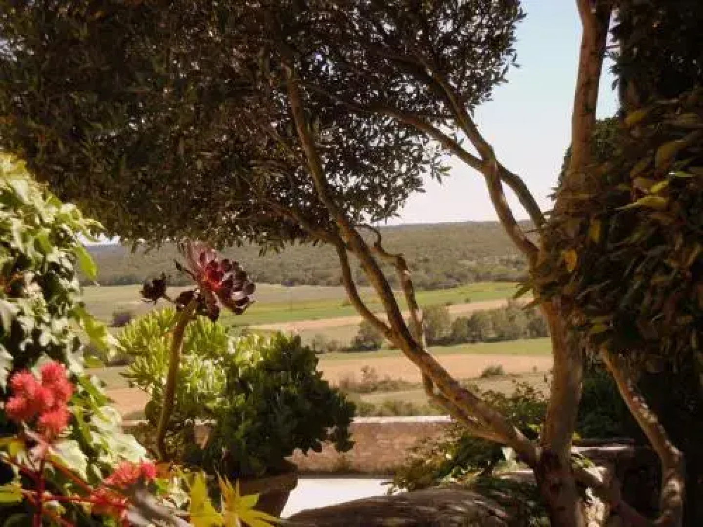 Les Buis de Lussan