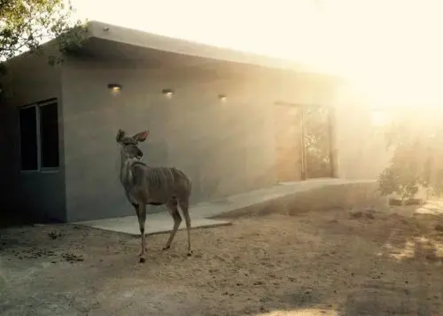 Birdsong Kruger