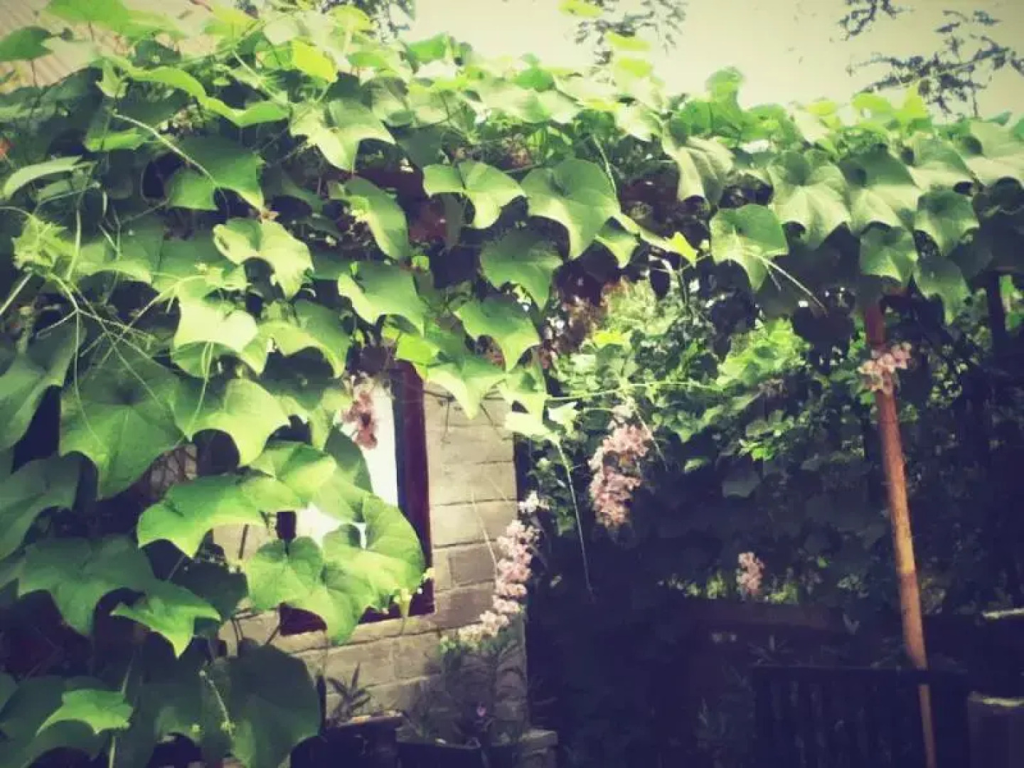 Pondok Bamboo Sendangsari