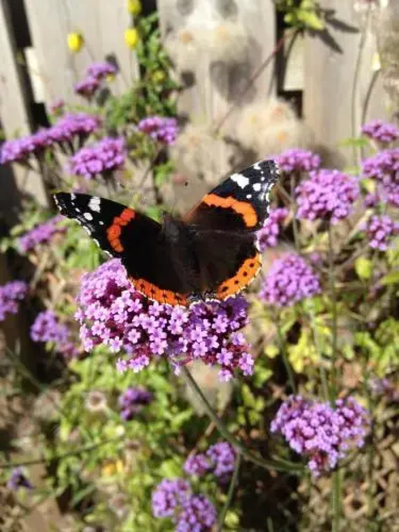 Willows B&B