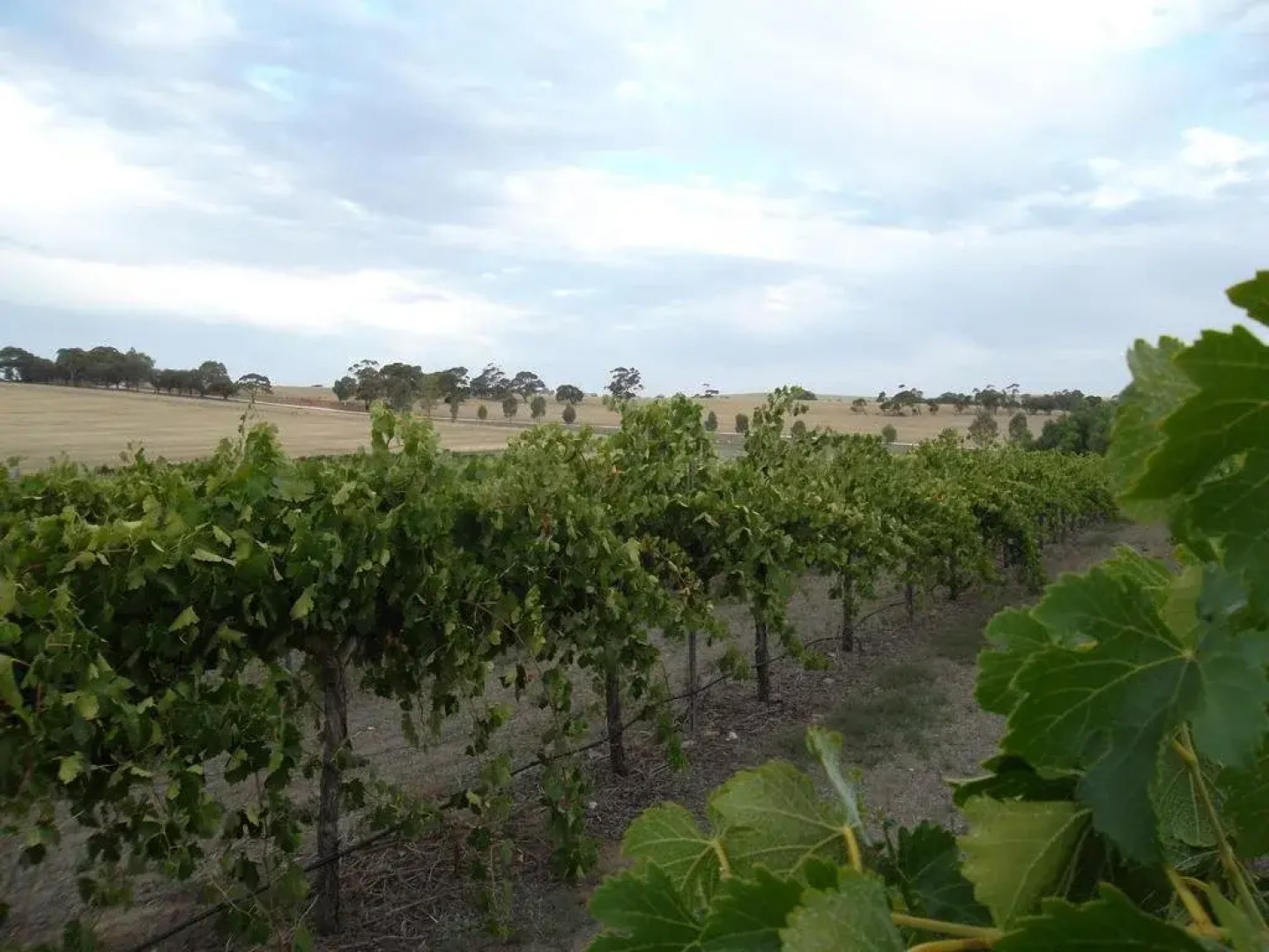 Auburn Vineyard Retreat