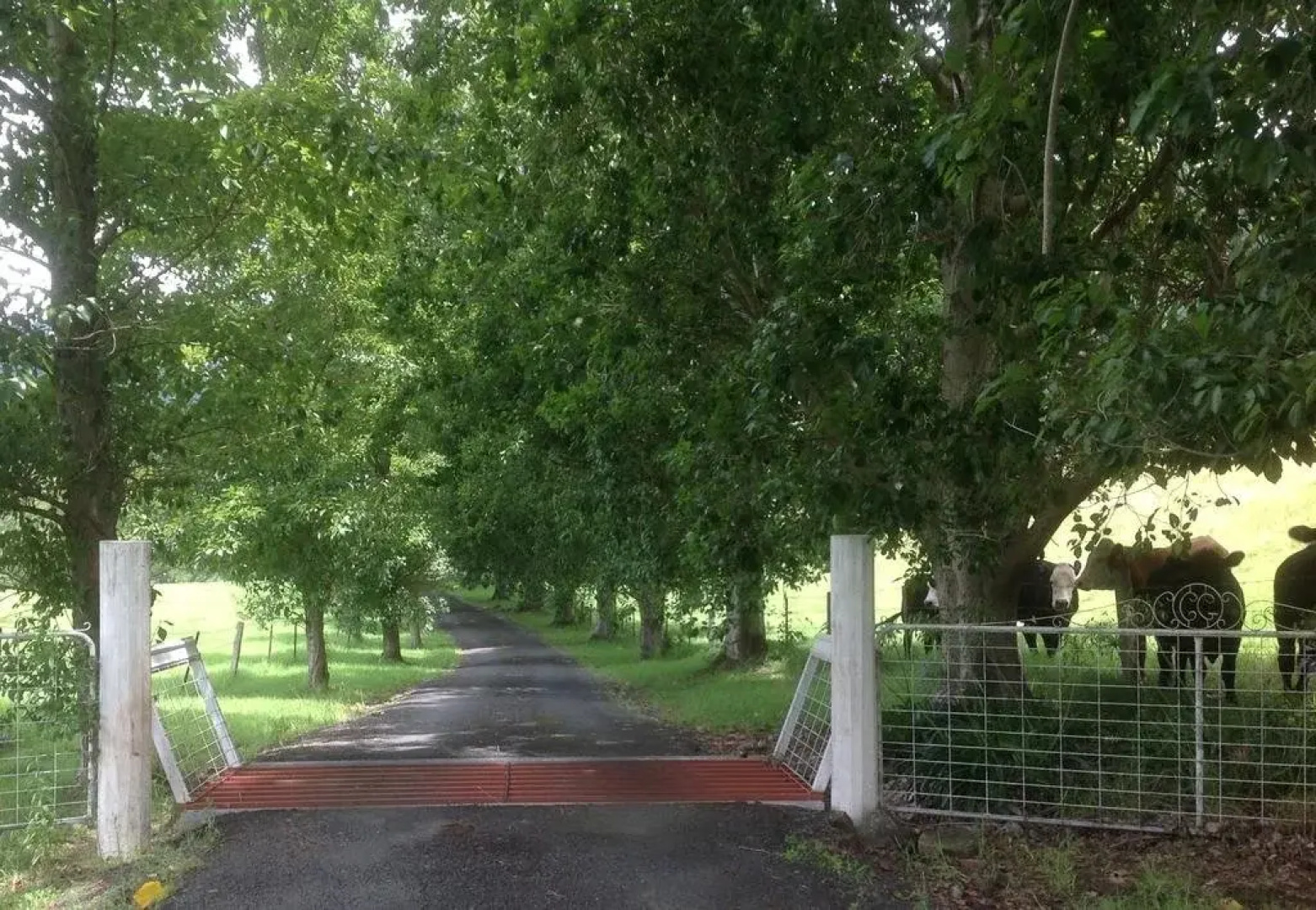 Whispers at Cedar Grove