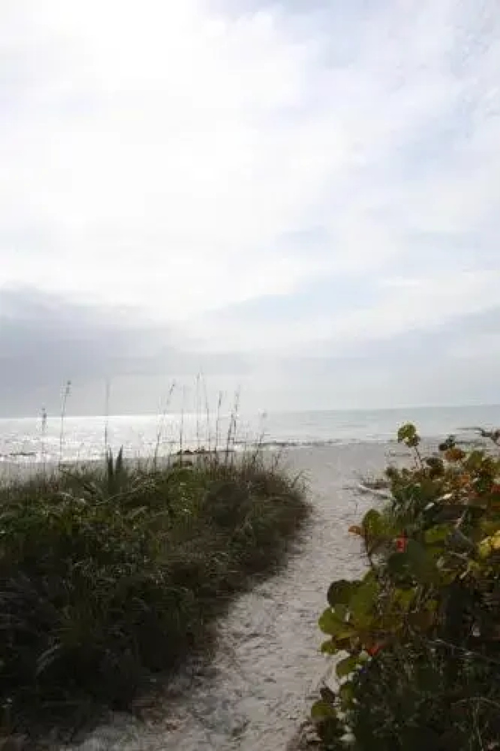 Sea Shells of Sanibel