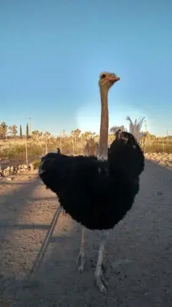 Charming Ostrich Ranch Guest House