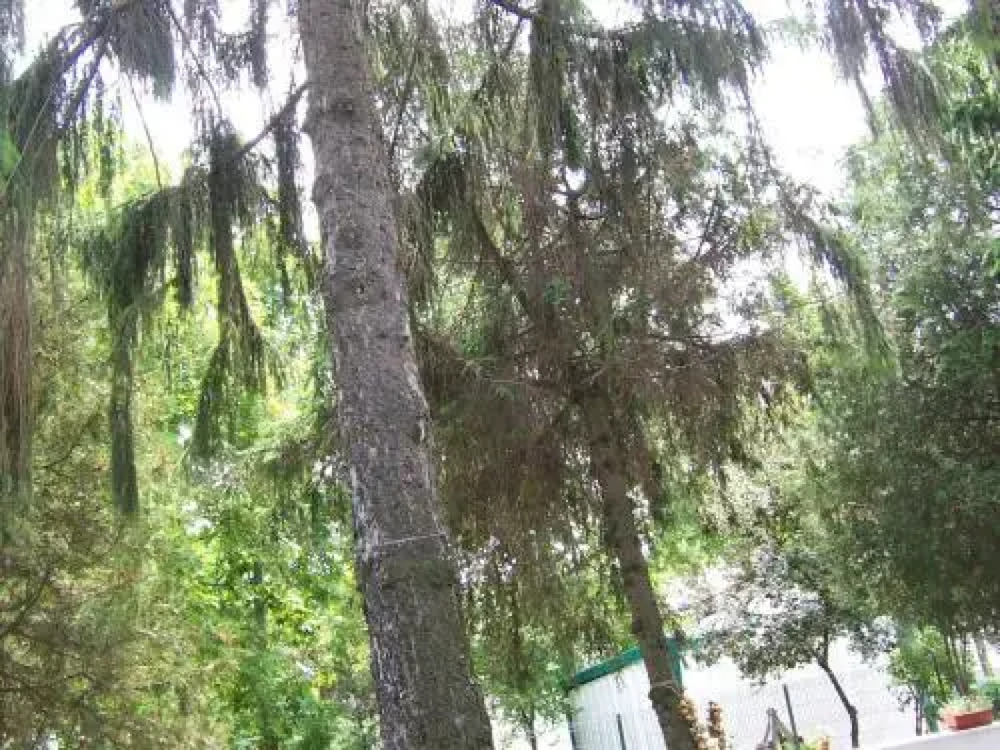 Pensiunea Ruxandra