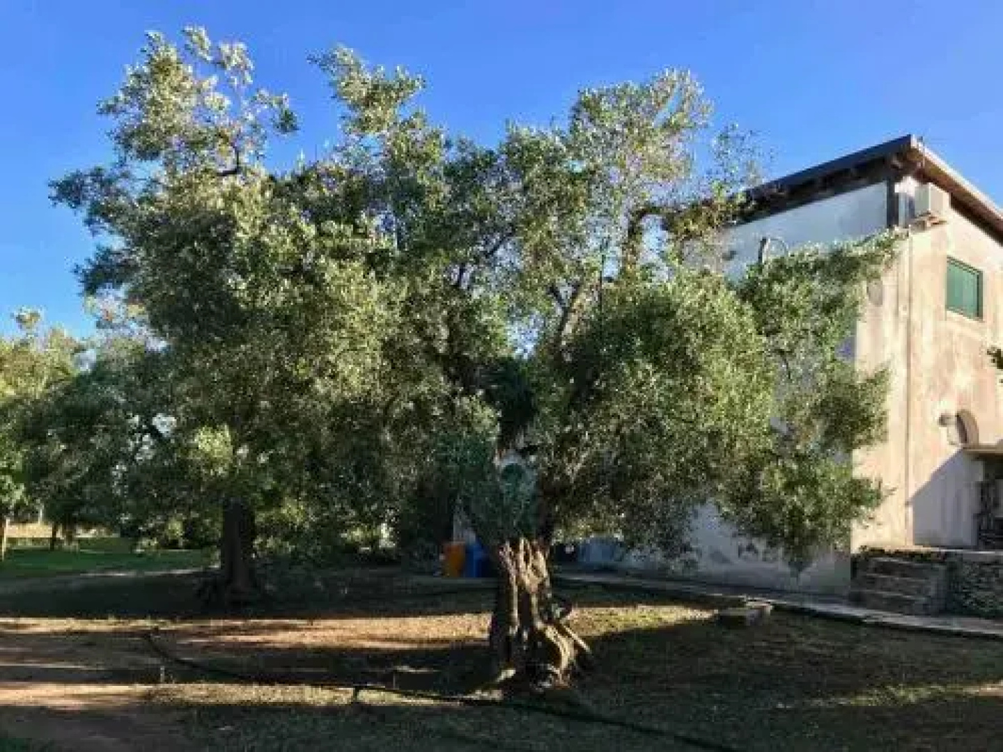 Tenuta Mirabolano