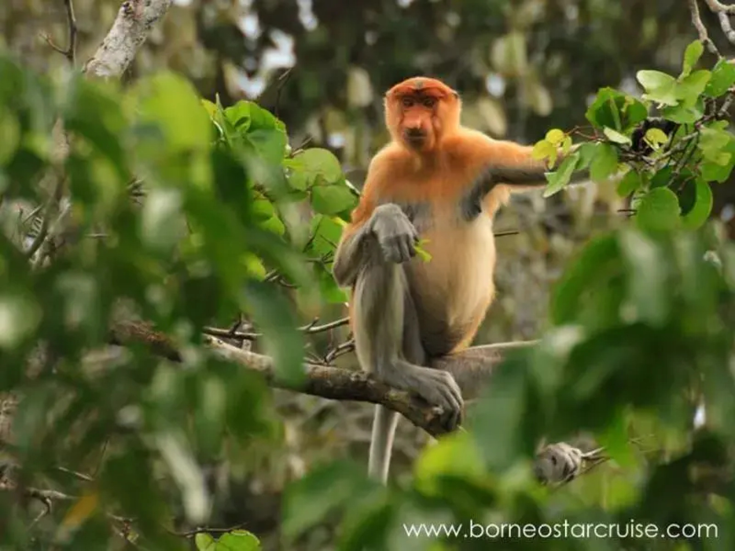 Monkey Top Safari