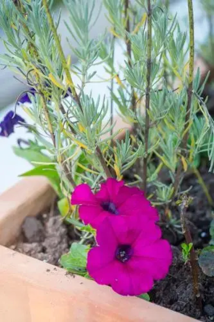 Thesen Island Romance