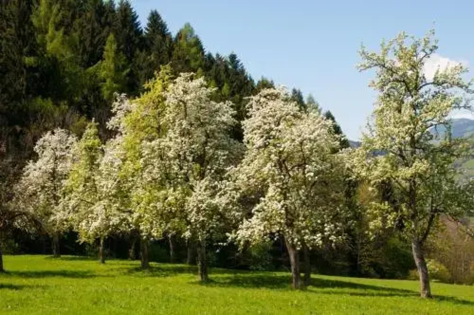 Bauernhof Chalet Hinterweidinggut