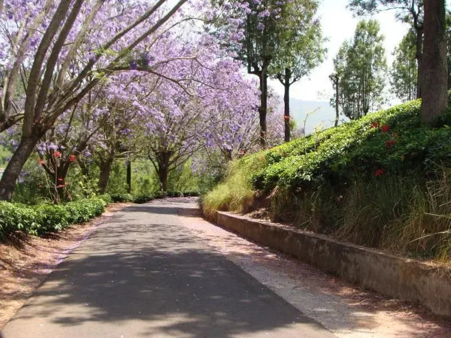 Oland Plantation Farm Stay - Coonoor