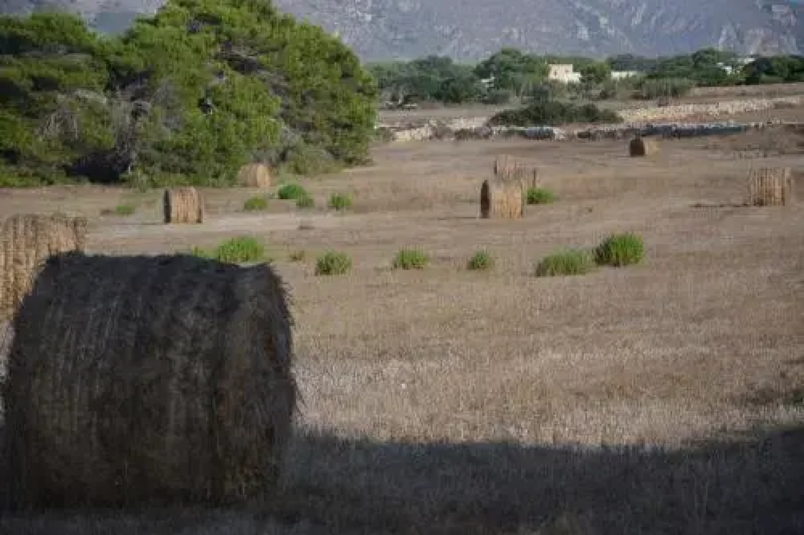 Appartamenti la Pinetina di Favignana