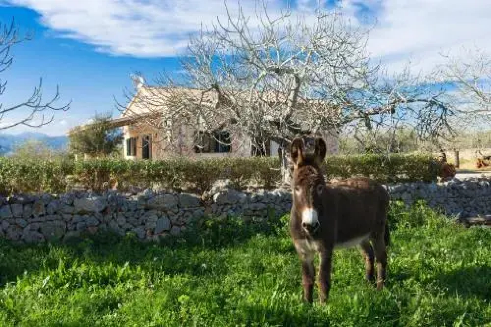 Finca Son Rossignol, Sineu 155