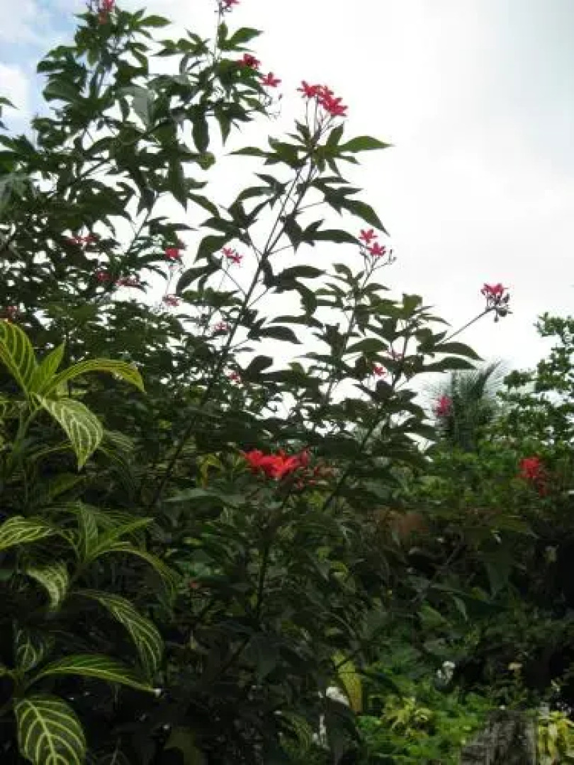 Pineapple Hill Sea View Cottage