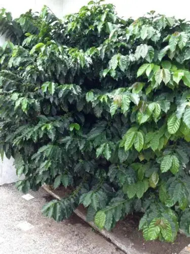 Finca Típica La Bella