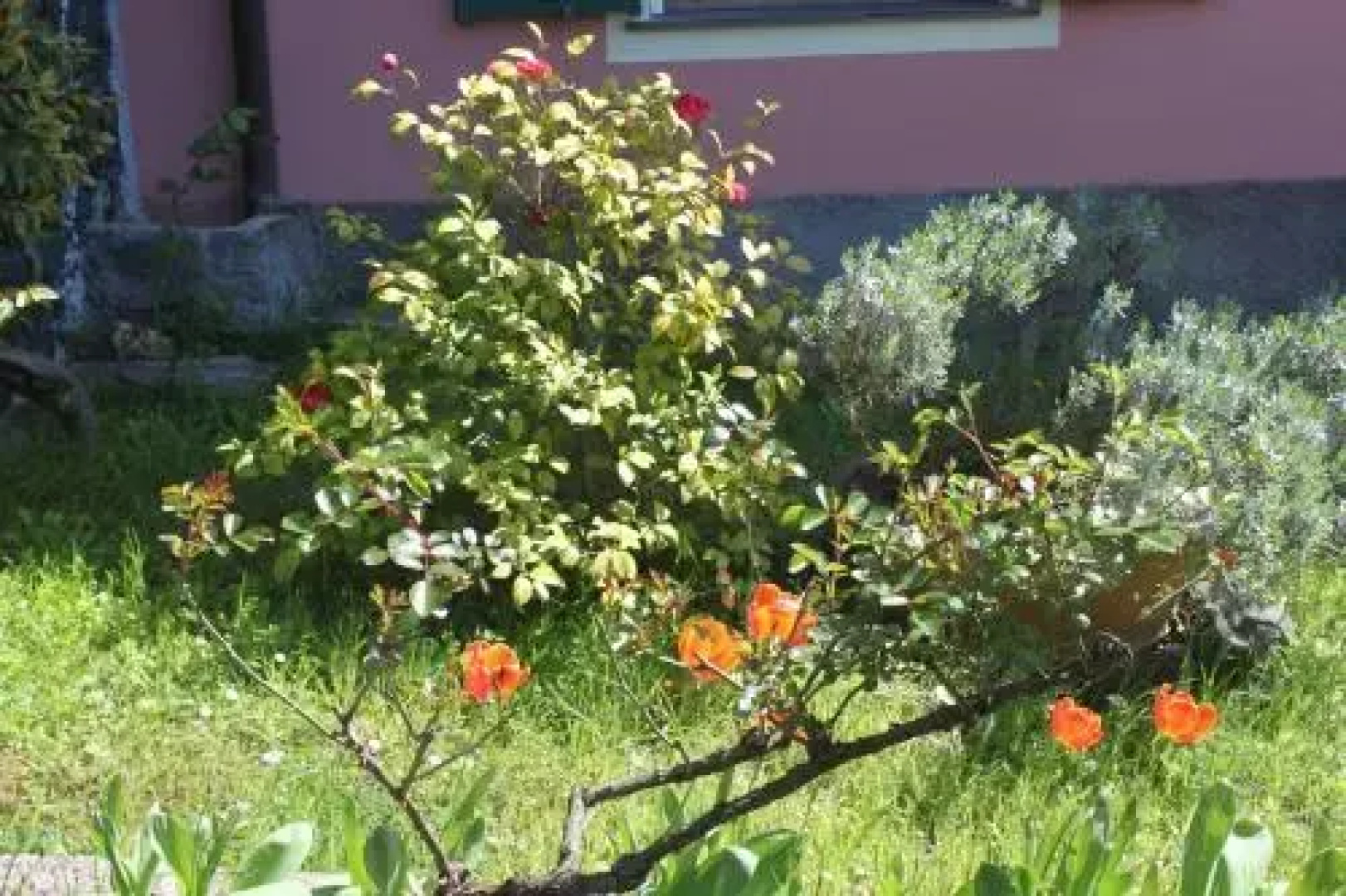 Le Ginestre