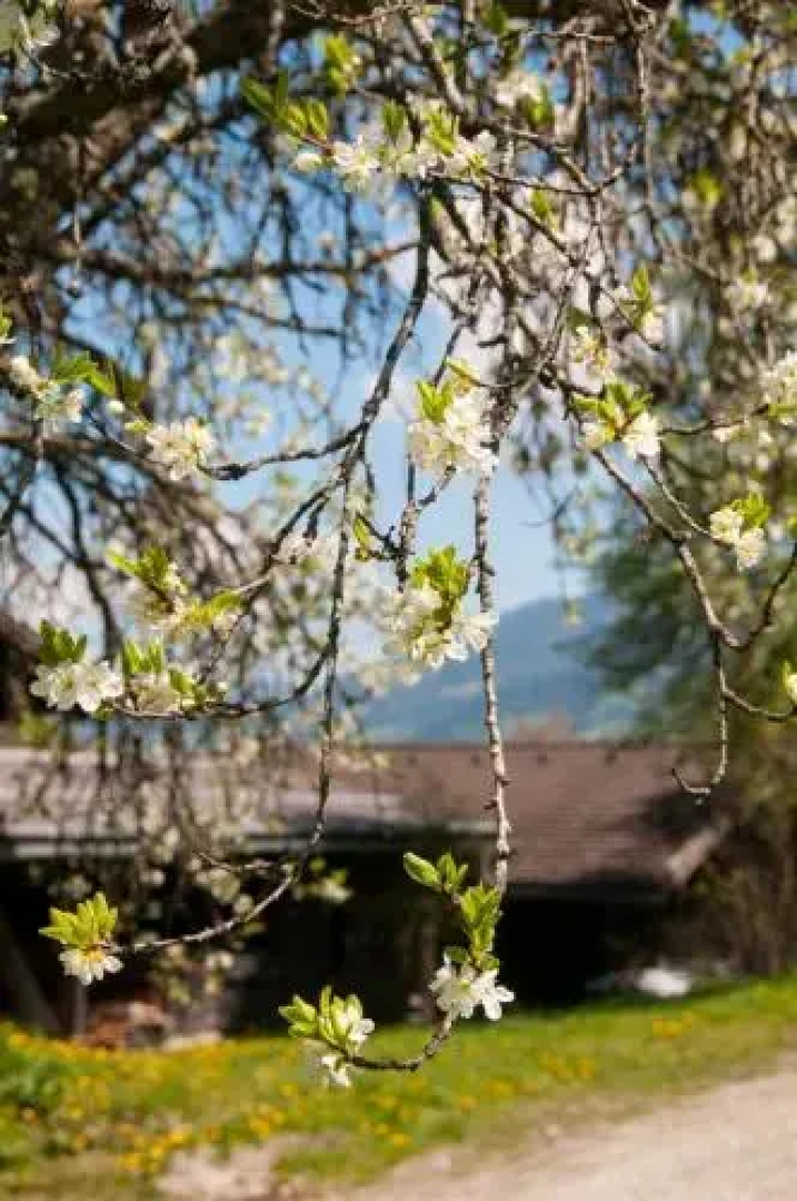Bauernhof Chalet Hinterweidinggut