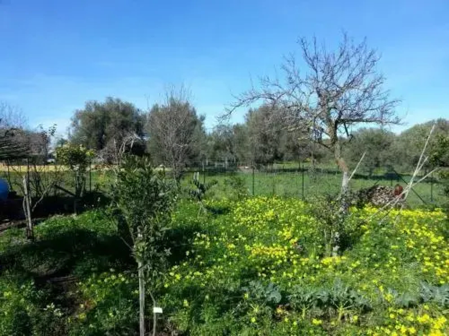 Antico Frutteto