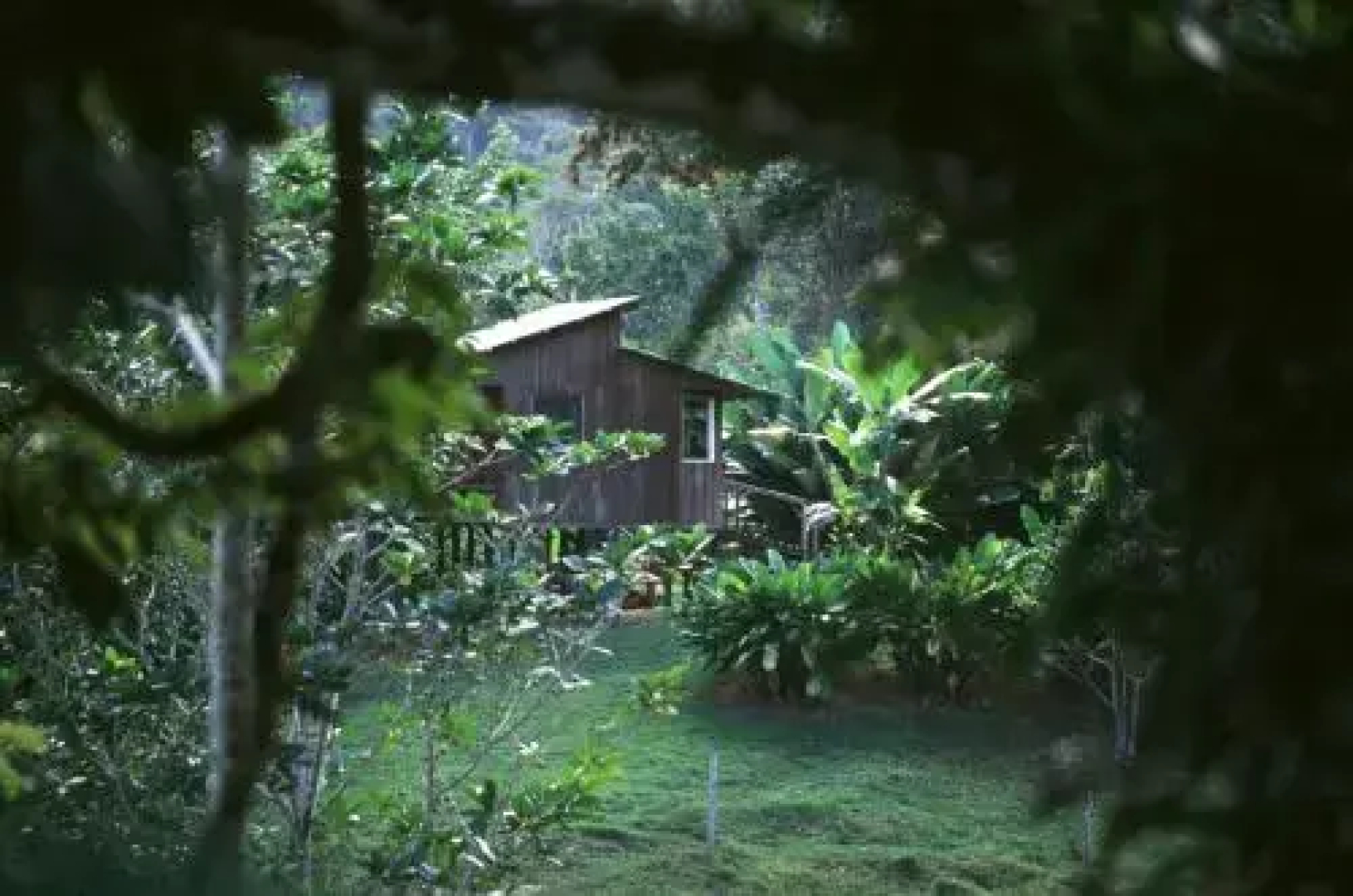 Selva Bananito Lodge