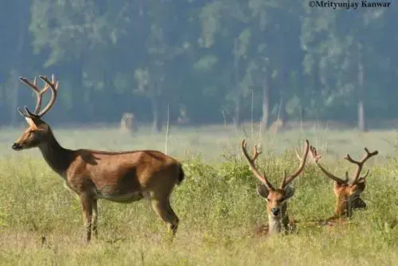 United-21 Tigers Habitat