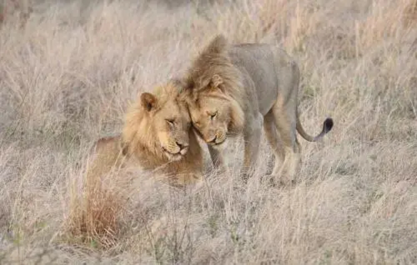 Tulela Safari Lodge