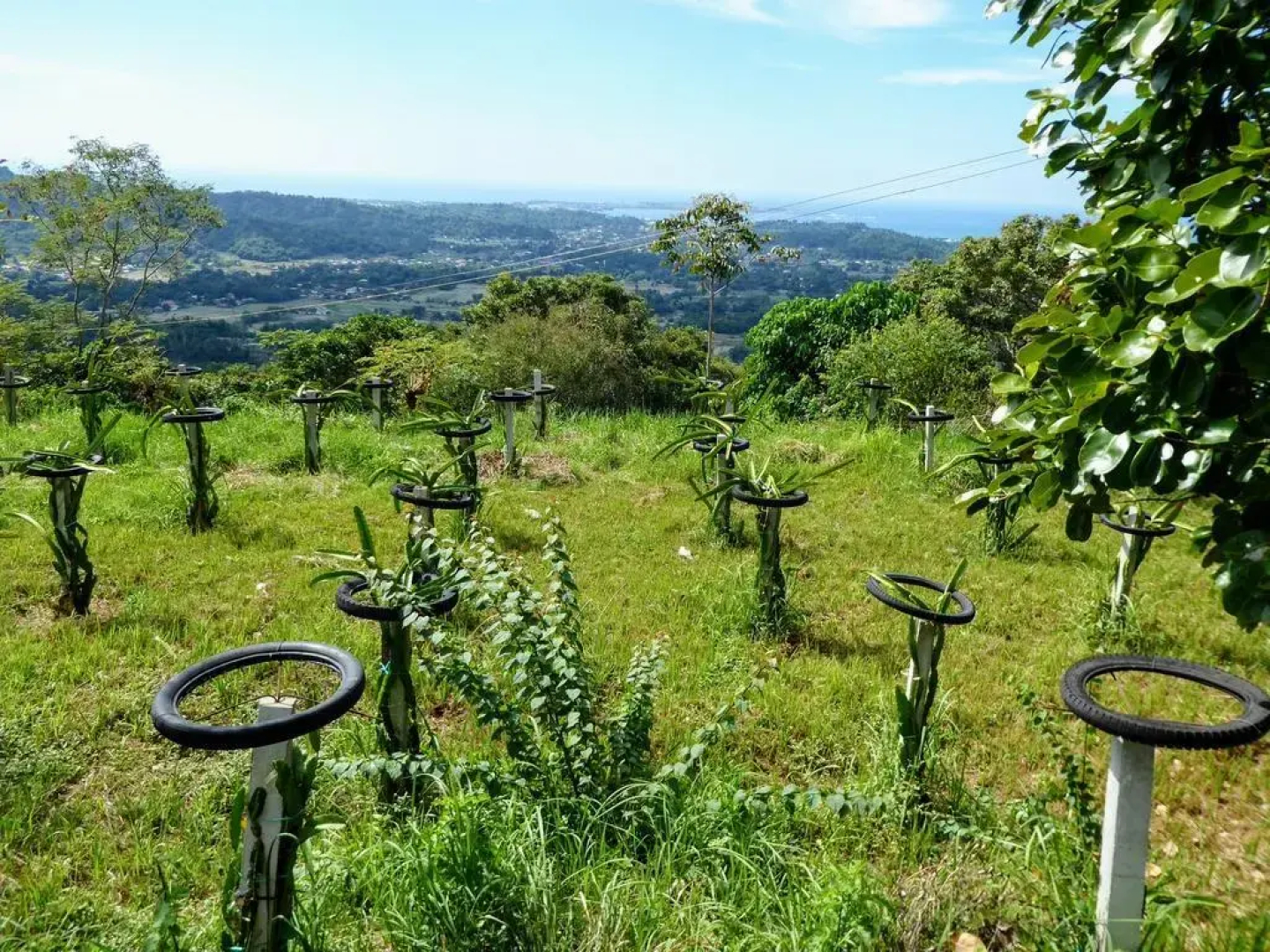 Natures Healing Home