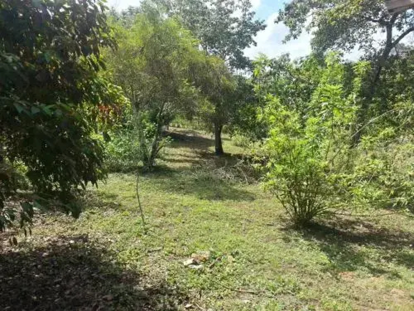Xultun Farm Noble