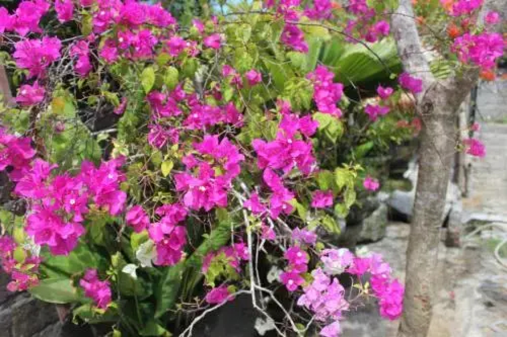 Bougainvillea