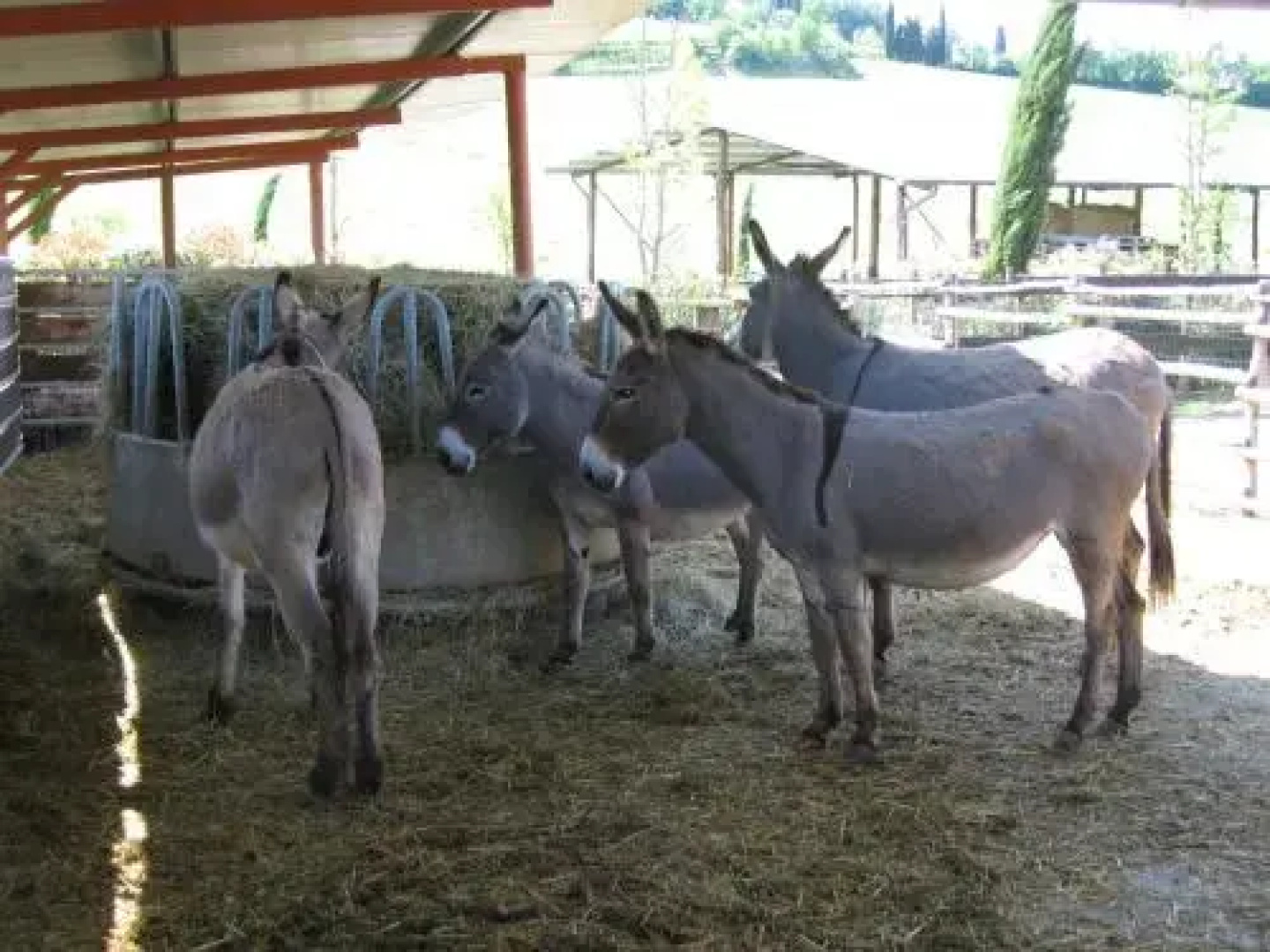 Azienda Agricola Ed Agrituristica Cafaggio