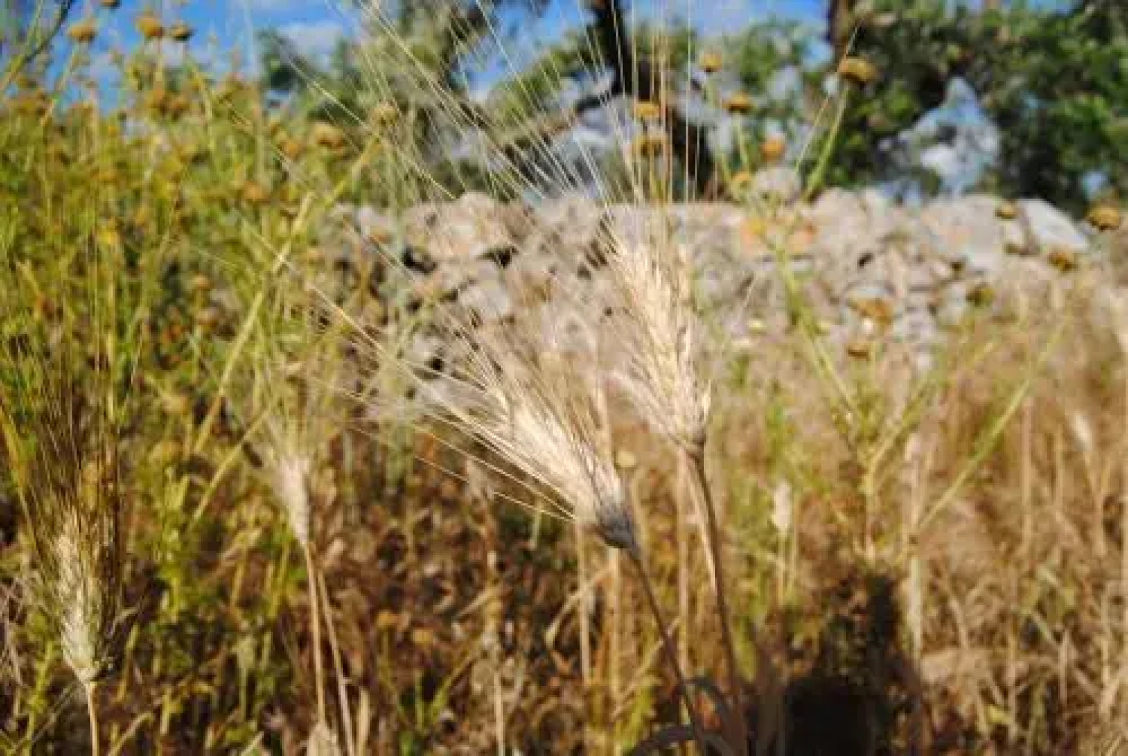 Agriturismo Il Rifugio