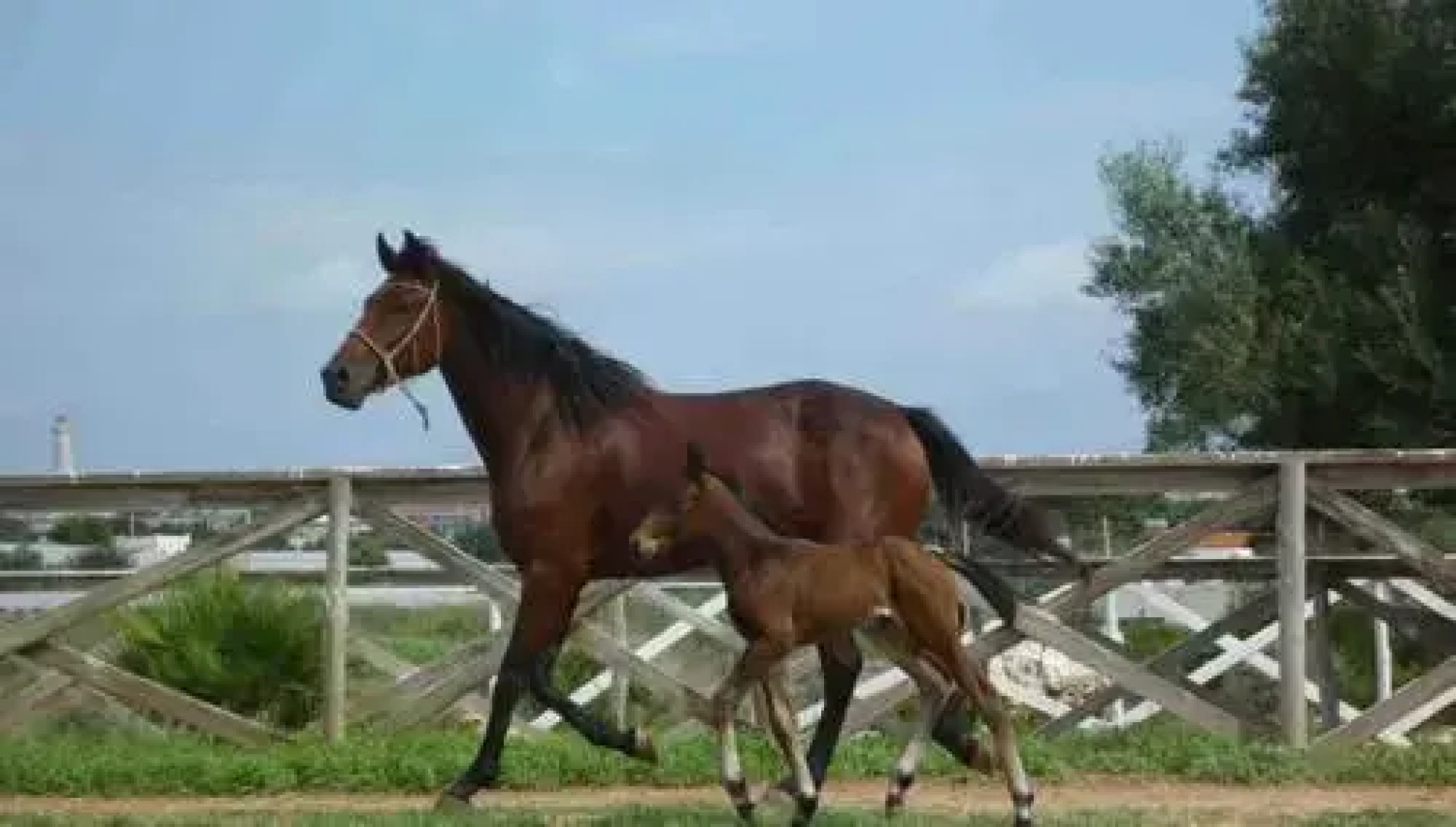 Agriturismo Il Ranch