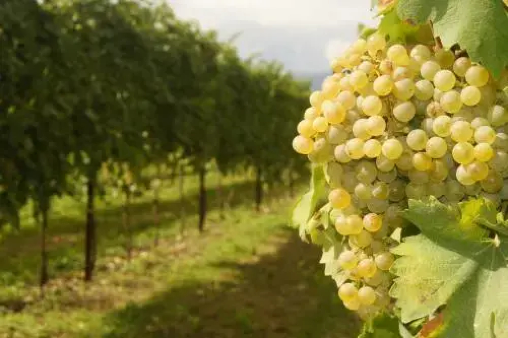 Agriturismo Richeton