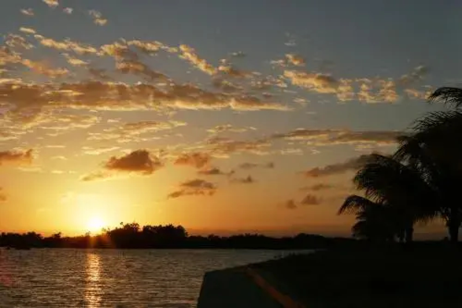 Wild Orchid Belize