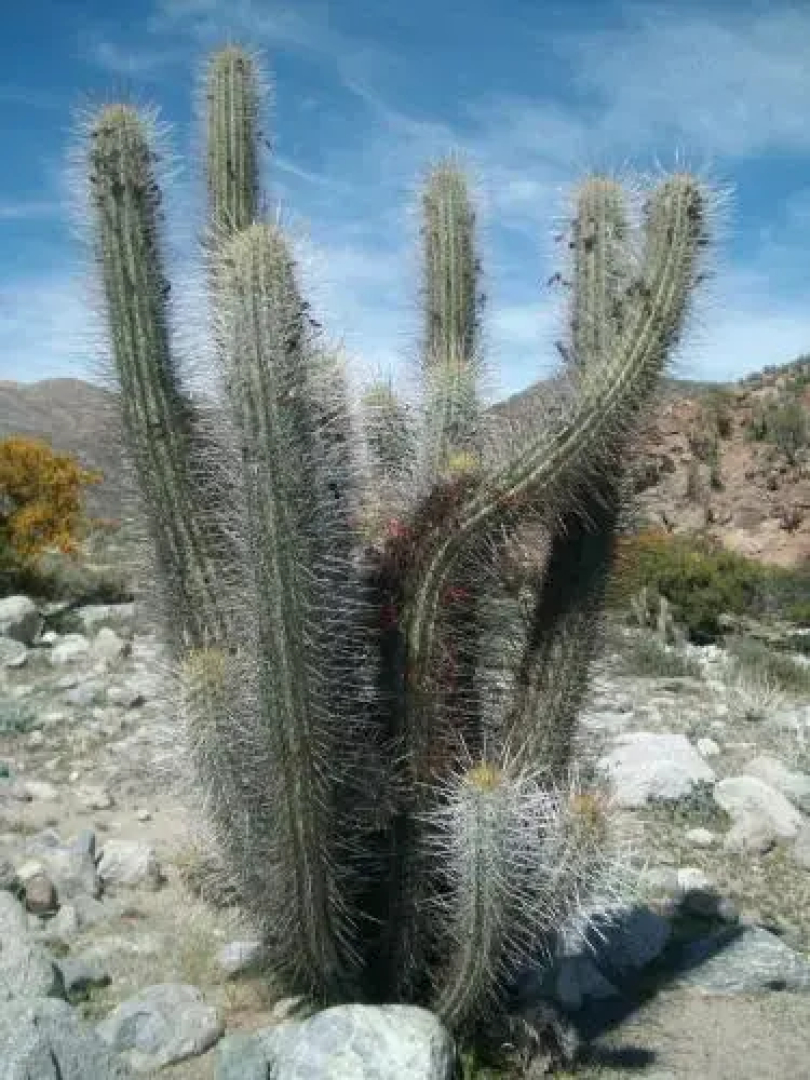 Bed & Breakfast ElquiTerra