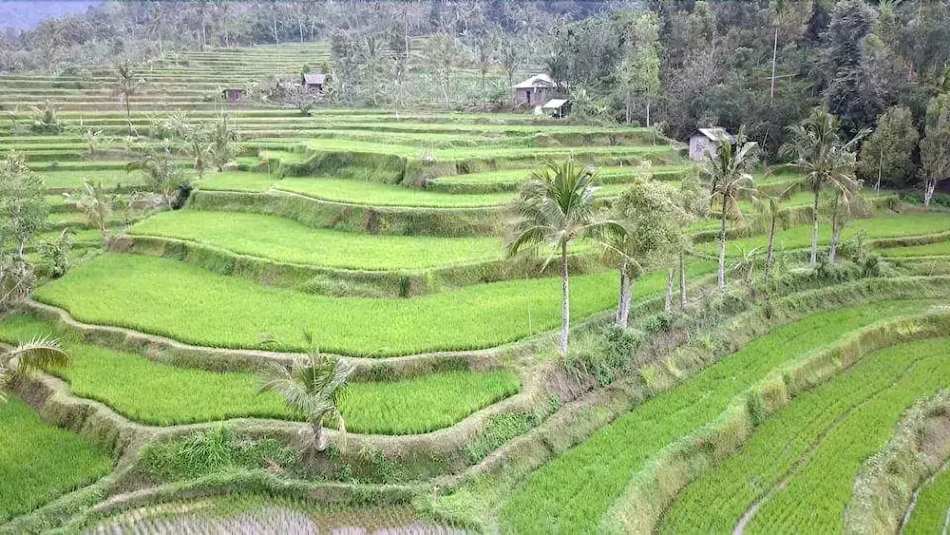 The Kubu Galungan