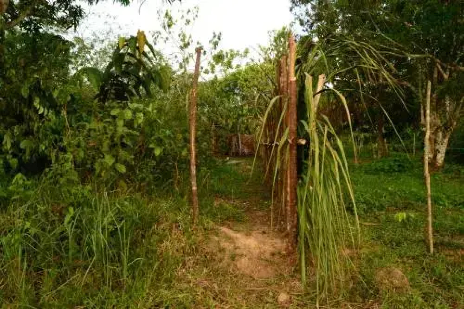 Comunidade do Xingu Camping Site