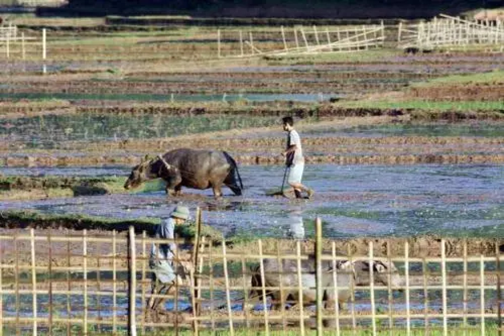 Minh Tho Stilt House