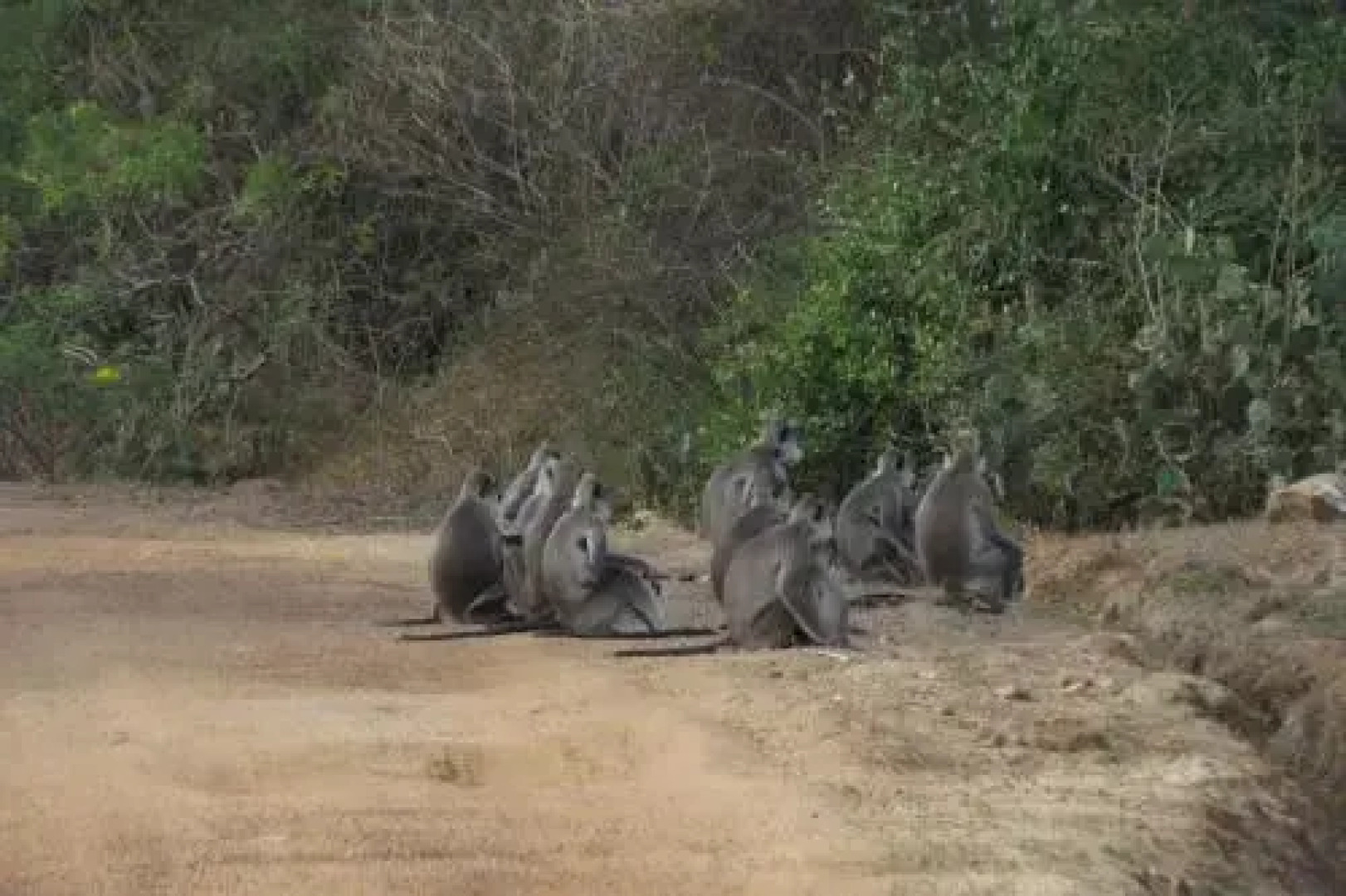 Ruhunu Safari Camping