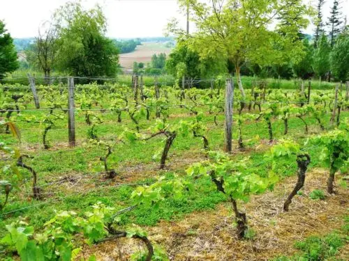 Le Manoir de Gaboria B&B