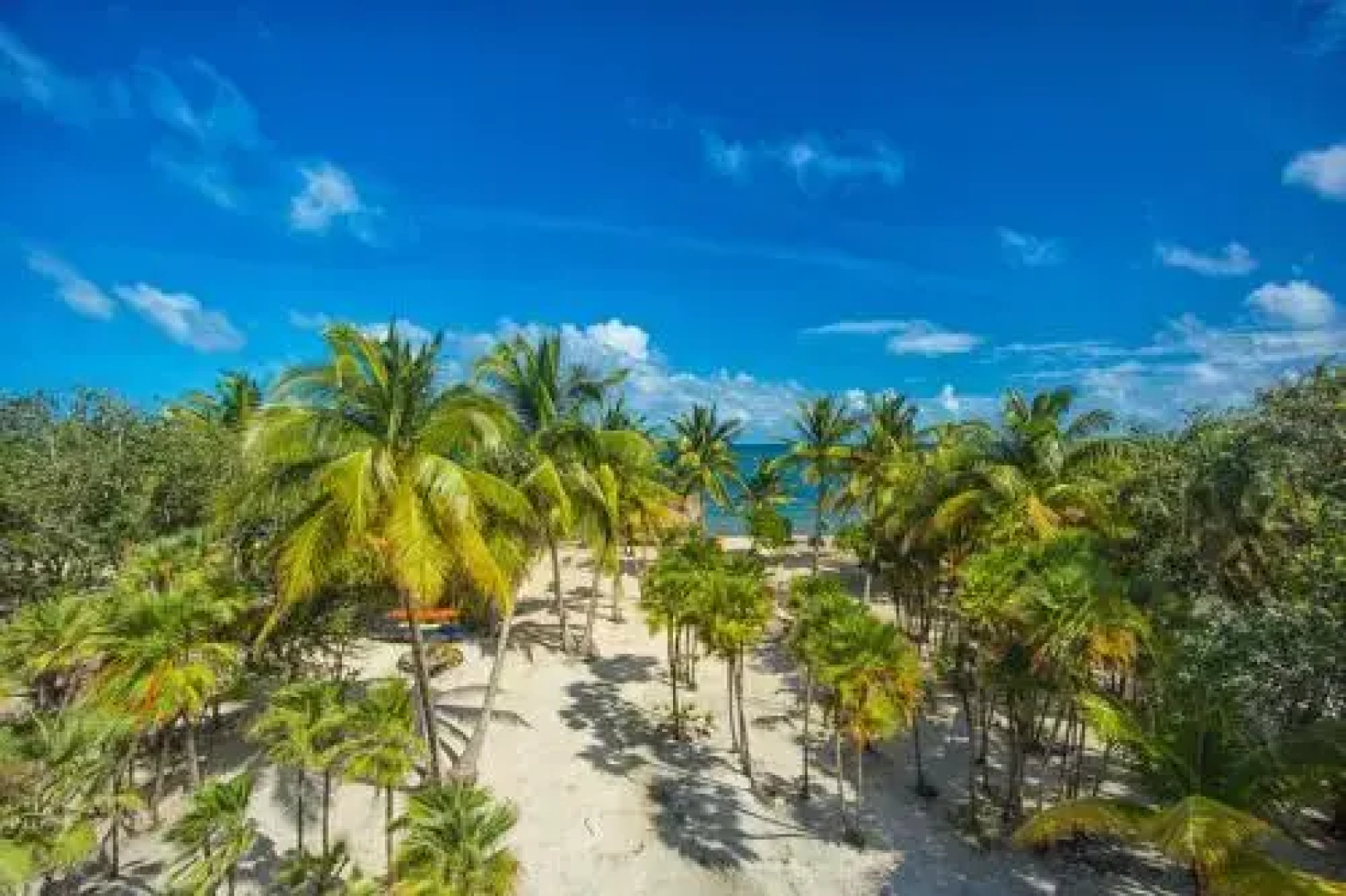 Wild Orchid Belize