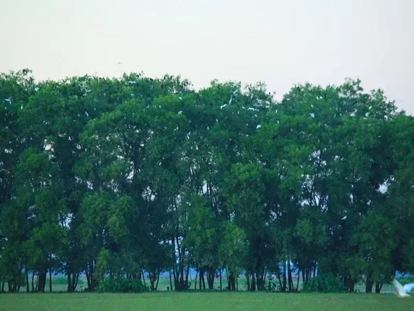 Moe Yun Gyi Wildlife Sanctuary & Wetlands Resort