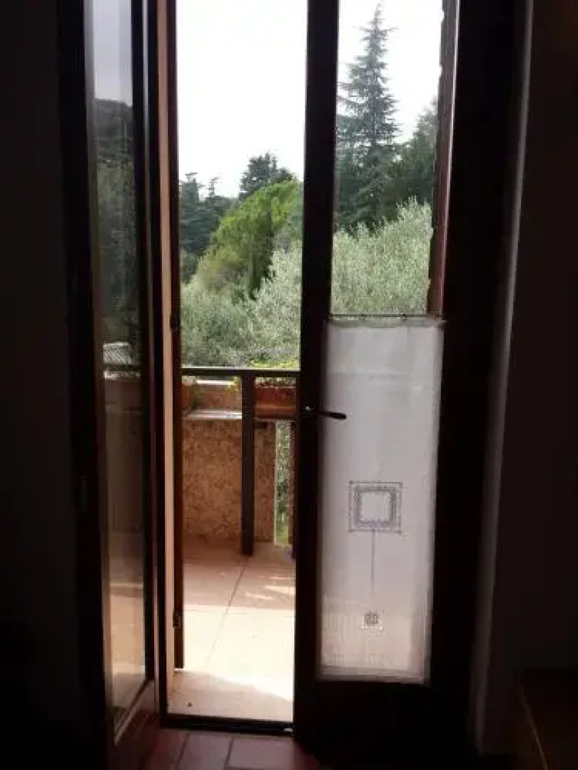 Olivella